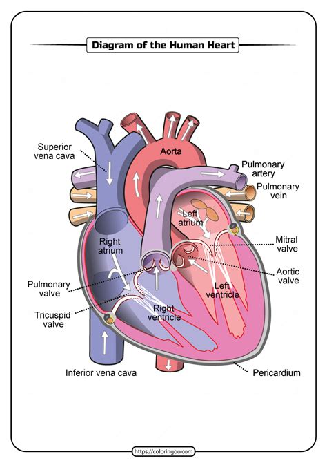 Printable Human Heart Diagram